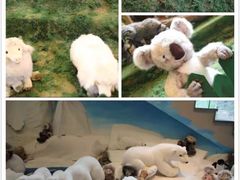 -济州岛泰迪熊博物馆