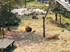 -石家庄市动物园