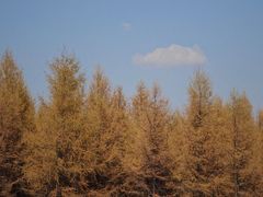 -塞罕坝国家级自然保护区