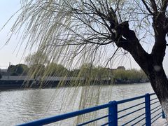-高东镇樱花园