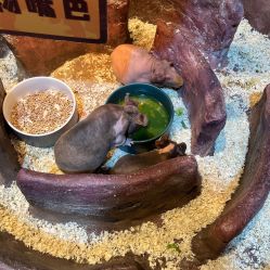 -奇幻萌宠部落(映月湖环宇城店)