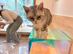 -有猫儿腻咖啡厅.猫咖