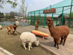 -太阳岛度假酒店