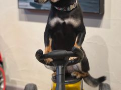 -百好乐宠物友好餐厅(朝外大街店)