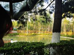 -合肥滨湖国家森林公园