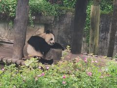 -中国大熊猫保护研究中心雅安碧峰峡基地