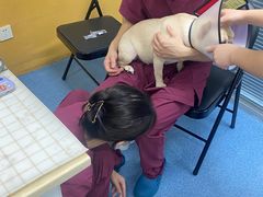 -美联众合动物医院(·中兽医·疑难杂症·严家桥分院)