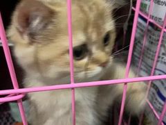 -喵汪萌宠屋旗舰店.洗澡美容.猫狗基地