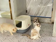 -喵喵咪呀布偶猫咖(春熙路店)