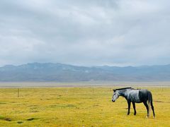 -祁连山草原