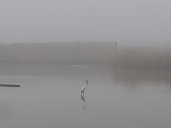 -盐城丹顶鹤湿地生态旅游区