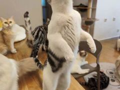 -有喵·猫咖·狗咖·30几只猫10只小狗(岗厦店)