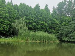 -溱湖国家湿地公园