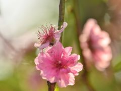 -桃花涧