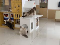 -鼓捣猫呢主题猫咖店