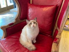 -猫大福·Fortune Cat猫舍(百子湾店)
