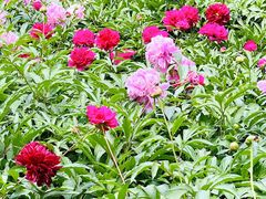 -莲花池公园