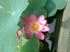 android_upload_pic-青岛国学公园