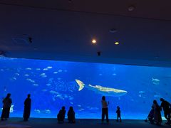 -鹿儿岛水族馆