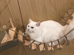 -飞行喵MR PILOT|猫舍·猫咖(静安大融城店)