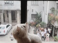 -more than meow吴止猫主题餐厅(承德 中船汇店)