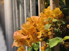 -芬芳甜品(东风西路店)