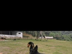 -趣多多宠物公园·宠物训犬学校·宠物寄养