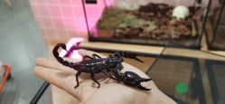 -Moni星球萌宠·小马宝莉·灵蛇·高端高阶全萌宠互动体验俱乐部(红豆国际广场店)