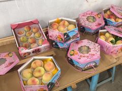 -南汇水蜜桃采摘(大团店)