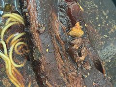-小龙大肉面馆