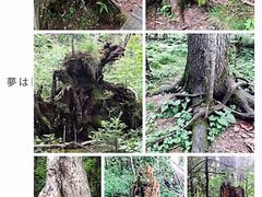 -峡谷浮石林景区