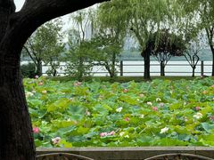 -无锡蠡湖国家湿地公园-蠡园