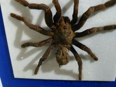 -上海昆虫博物馆