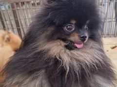 -中环花鸟鱼虫市场