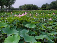 -东郊湿地公园