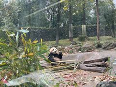 -都江堰中华大熊猫苑