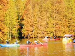 -上海海湾国家森林公园