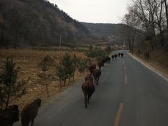 -南泥湾风景区