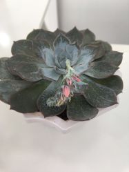 -莱可美科技美肤