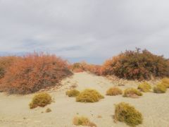 -金塔沙漠胡杨林景区
