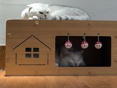 -有猫主题·治愈系猫咖(曾厝垵店)