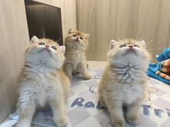 -喵zoo家庭繁育猫舍(尖东智能花园店)