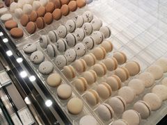 -BLACKSWAN黑天鹅(环球店)