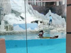 -帝企鹅自助餐厅•儿童岛•真企鹅(长隆企鹅酒店)