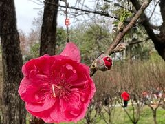 -桃花涧
