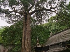 -青岛崂山太清宫
