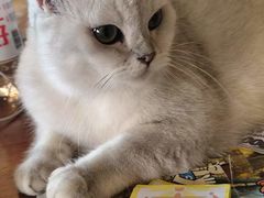 -猫猫幼稚园·撸猫·桌游·电玩