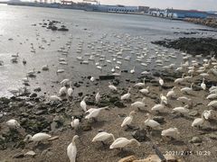 -烟墩角天鹅湖