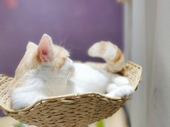 -藏猫猫咖啡主题馆(中央大道店)