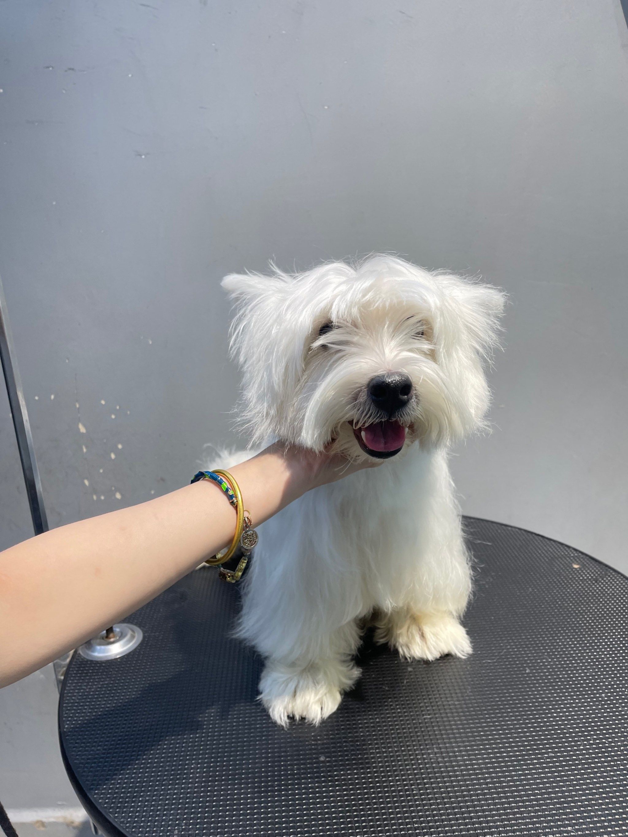 西高地造型分享06